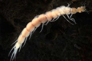 [Gyrinus] larva. Image: Stephen Moore