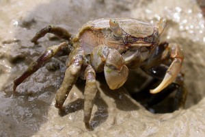 [Helice] crab (Whau River, Saunders Reserve). Image: Stephen Moore