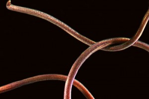 Horse hair worm. Image: Stephen Moore