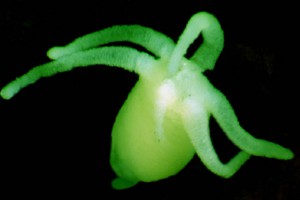 The green [Chlorohydra]. Image: Stephen Moore