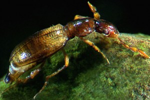 Moss beetle (Hydraenidae). Image: Stephen Moore 