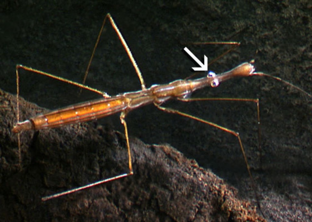 Water measurer (Hydrometra) » Manaaki Whenua