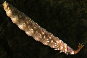 Water scavenger beetle (Hydrophilidae) larva. Image: Stephen Moore