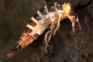 [Hyphydrus] larva. Image: Stephen Moore