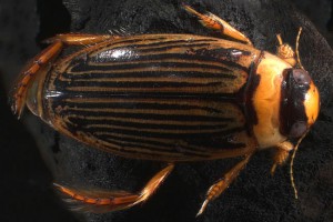 [Lancetes] adult with strong yellow and black striping. Image: Stephen Moore
