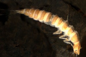 [Liodessus] larva. Image: Stephen Moore