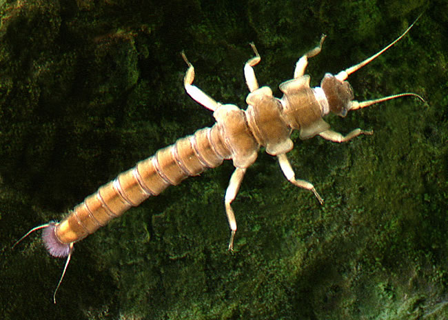 Stonefly new collection sale