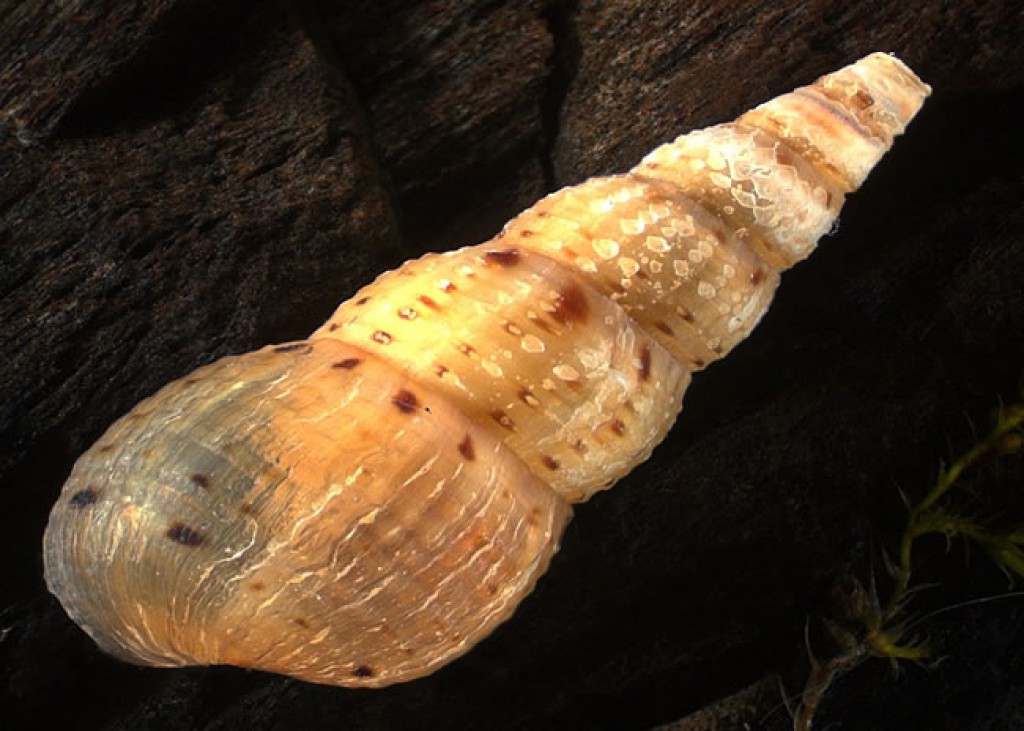 Trumpet Snails