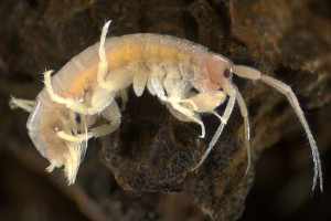 Amphipod (Melitidae)