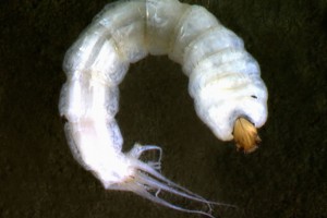 [Mischoderus] late instar larva with tail filaments. Image: Stephen Moore