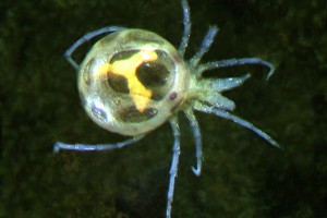 Mite. Image: Stephen Moore