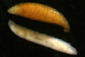 House fly (Muscidae) larva (pale) and yellow pupa. Image: Stephen Moore