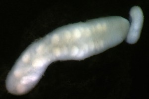Proboscis worms (Nemertea). Image: Stephen Moore