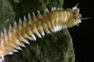 Estuarine paddleworms (Nereidae). Image: Stephen Moore