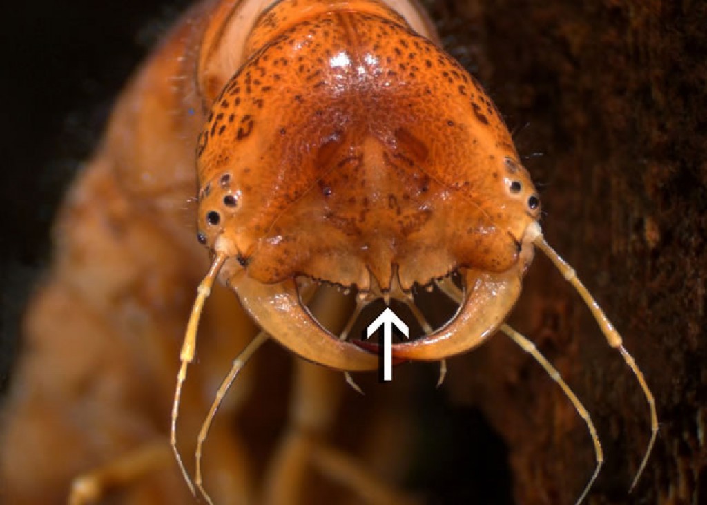 Diving beetle (Onychohydrus) » Manaaki Whenua