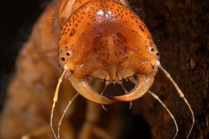 [Onychohydrus] larva. Image: Stephen Moore