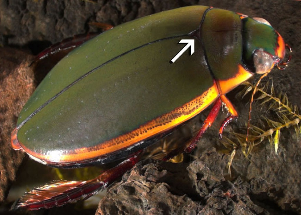 Diving beetle (Onychohydrus) » Manaaki Whenua