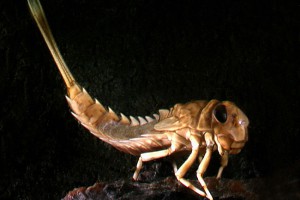 [Oniscigaster]. Image: Stephen Moore