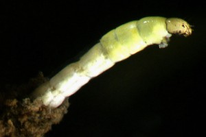 [Orthoclad]  midge emerging from silt tube. Image: Stephen Moore.