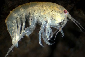 Amphipods