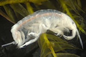 Amphipod (Paracalliopiidae: Paracalliope)