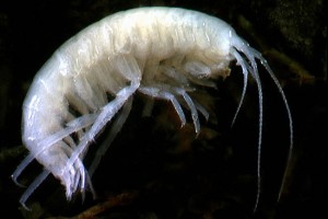 Amphipods (Paraleptamphopus)