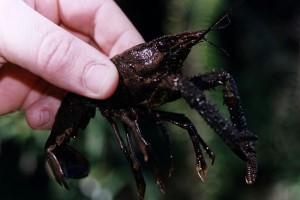 [Paranephrops planifrons] (North Island). Image: Stephen Moore