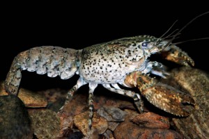 [Paranephrops zealandicus] (South Island). Image: Stephen Moore