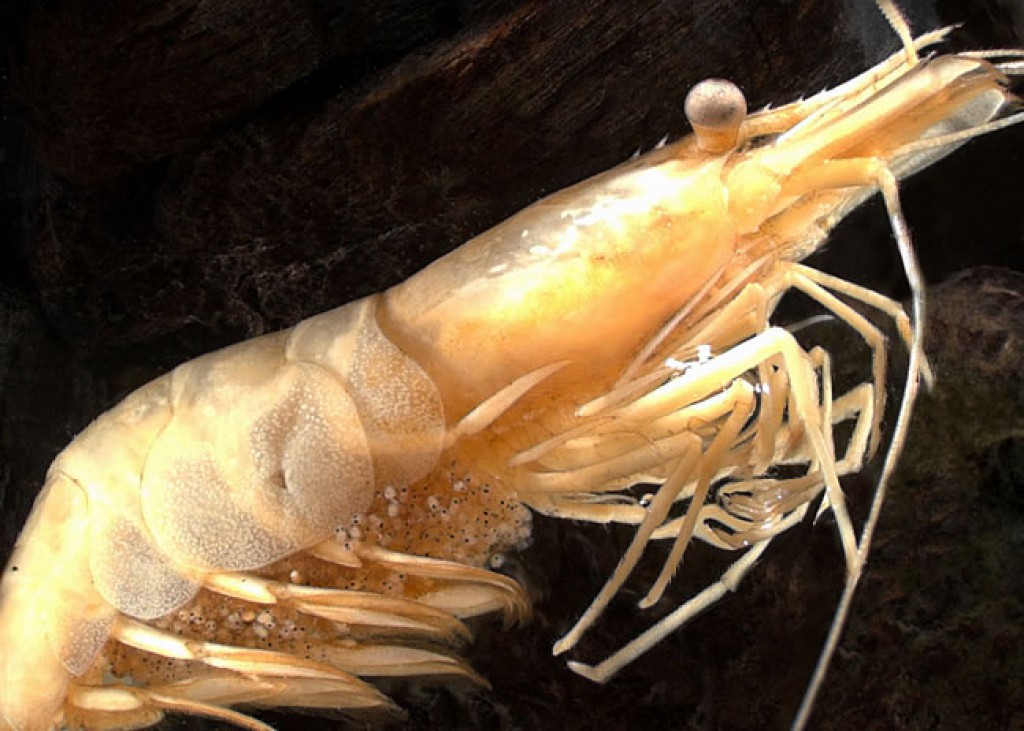Freshwater shrimp (Paratya) » Manaaki Whenua