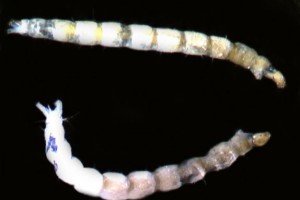 Podonominae larvae. Image: Stephen Moore