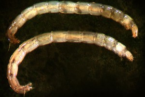 [Polypedilum] larvae. Image: Stephen Moore