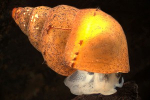 Mud snail [Potamopyrgus antipodarum]. Image: Stephen Moore