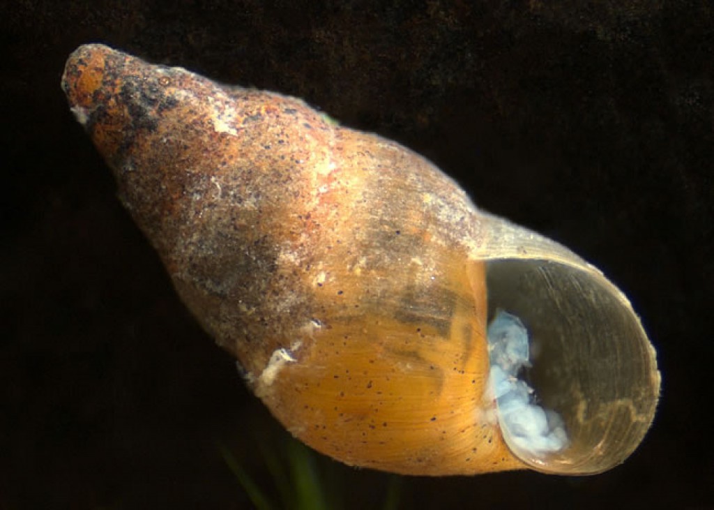 Mud snail (Potamopyrgus) » Manaaki Whenua