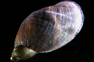 [Pseudosuccinea]. Image: Stephen Moore