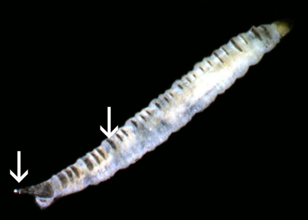 psychodidae larvae