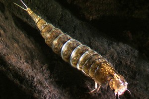 [Rhantus] larva. Image: Stephen Moore