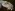 [Sinelobus].  Large cheliped. Image: Stephen Moore Image