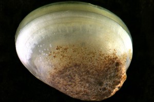 Fingernail clams (Sphaeriidae). Image: Stephen Moore