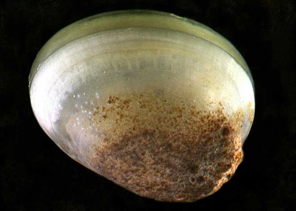 Fingernail clams (Sphaeriidae) » Manaaki Whenua