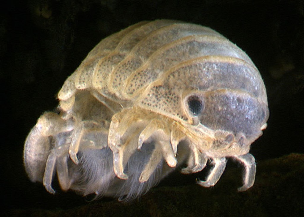 Estuarine isopods (Sphaeromatidae) » Manaaki Whenua