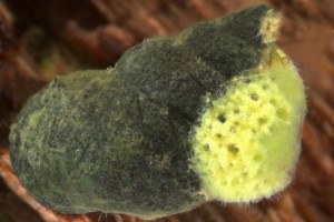 Sponge on [Potamopyrgus] snail. Image: Stephen Moore