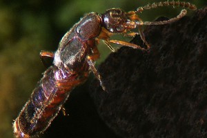 Rove beetles (Staphylinidae). Image: Stephen Moore