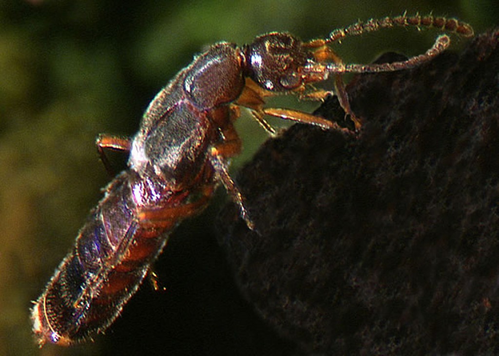 Rove Beetle