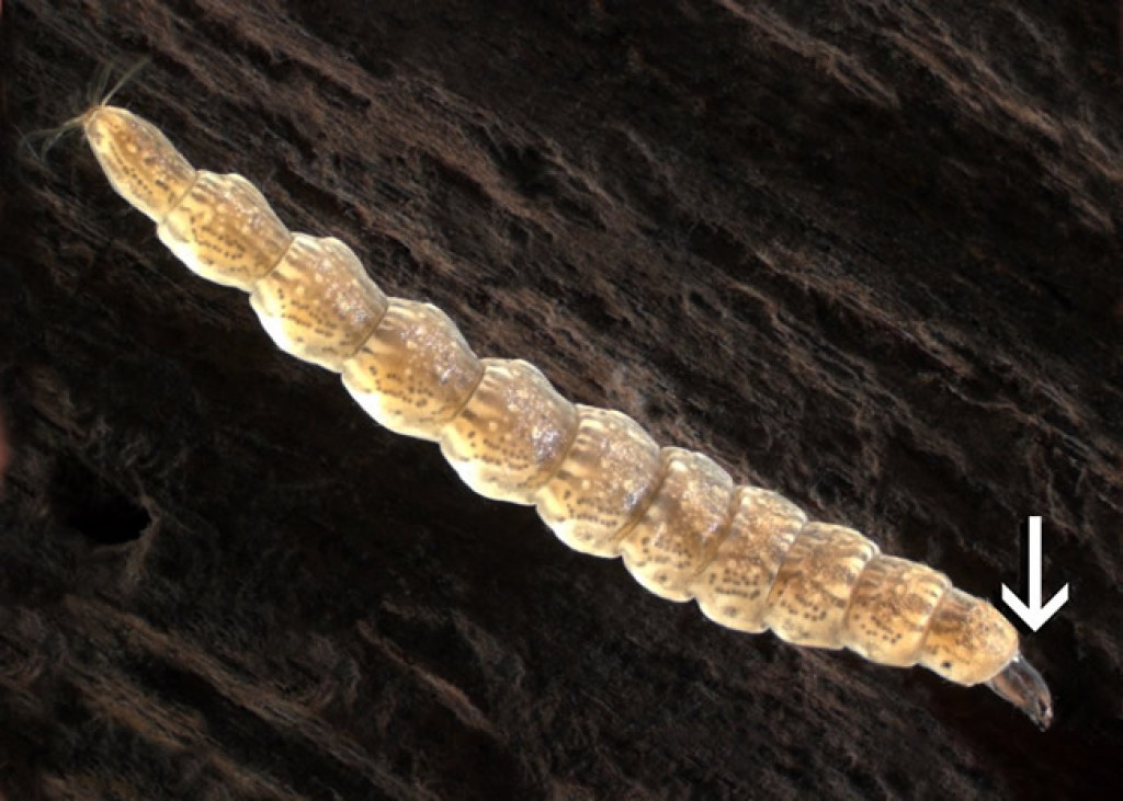 Stratiomyidae Larvae