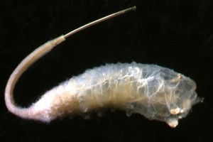 Rat tail maggot (Syrphidae) larva. Image: Stephen Moore
