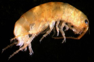 Amphipod (Talitridae: Talitridae)