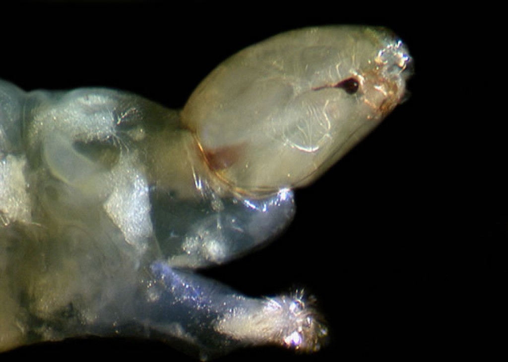 Chironomid midge (Tanypodinae) » Manaaki Whenua