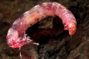 Tanypod larva. Image: Stephen Moore
