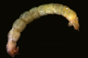 Tanytarsini larva. Image: Stephen Moore