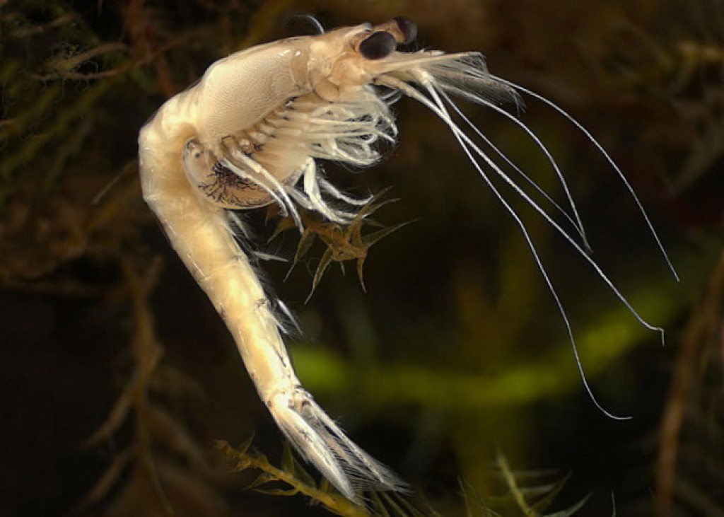 Mysis shrimp on sale eggs
